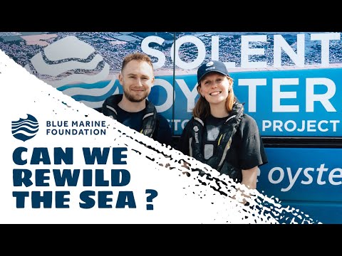 World Ocean Day for Schools 2023: Blue Marine Foundation - Can we ...