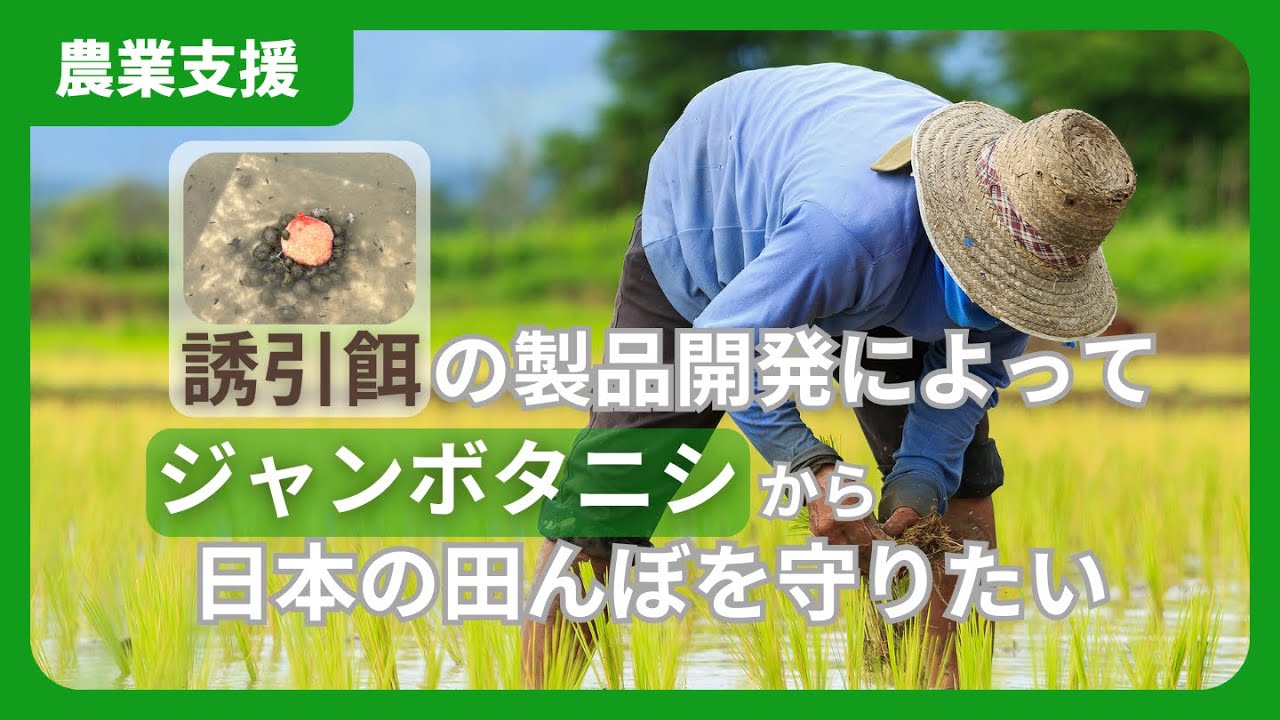 田んぼ　農業　ころがし ジャンボタニシの食害から日本の田んぼを守りたい！