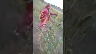 Desi Field Song