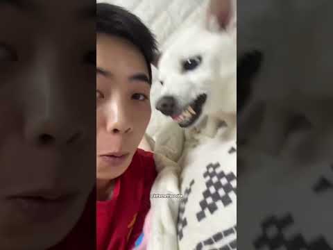#Onlyfun #youtubeshorts #funny #foryou #crazy #people  #animals 😂😂🤣😂