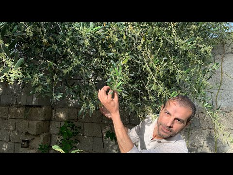 فيديو: هل تزهر أشجار الزيتون؟