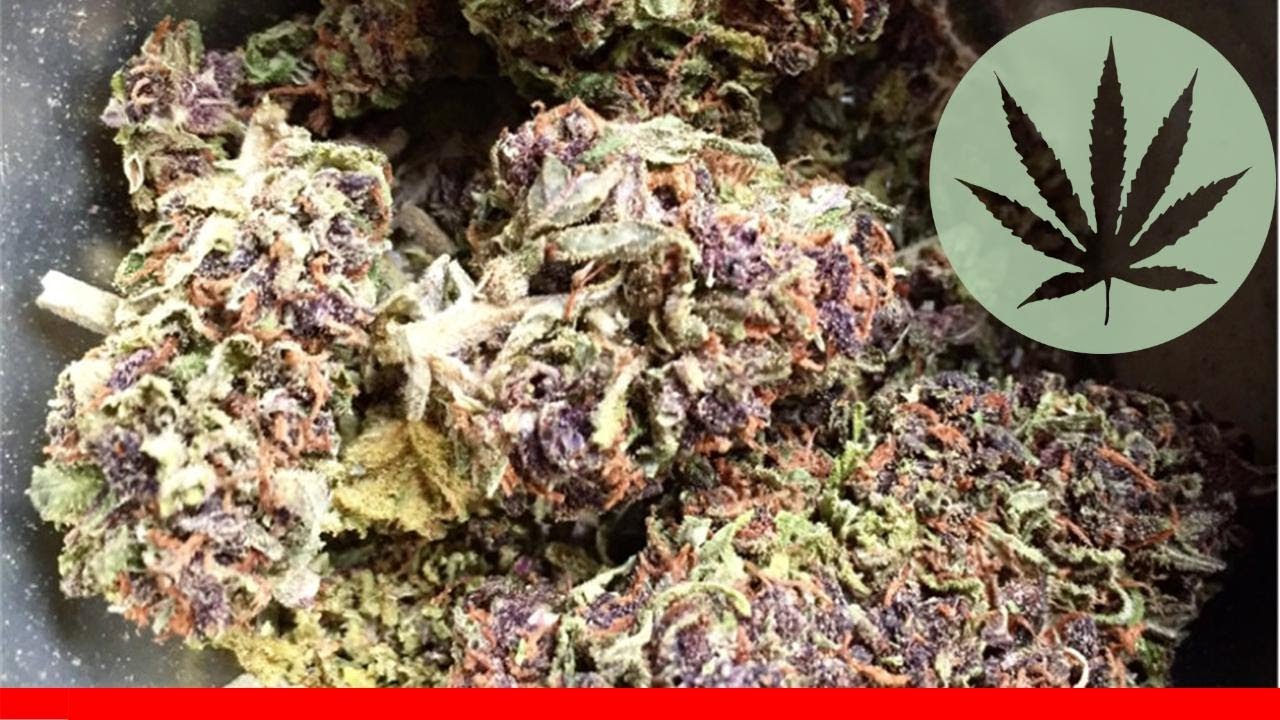 Cotton Purple Chem - All About This Strain