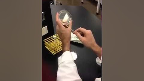 How to make a bacterial lawn