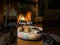 Relaxing Chihuahuas Sleeping by the Fireplace 🔥 (Deep Sleep) #shorts