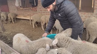 Best diet for sheep and goat . Stall feeding in winter.part 1.