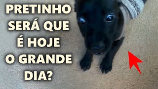 Ontem Consegui Uma Adotante Para O Pretinho E Hoje O Que Rolou Foi O Seguinte