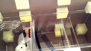 Trigger System Crystal 36 Sump | New Saltwater Build | 75 Gallon Rimless Starfire Aquarium