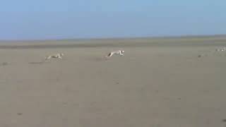 Chase Greyhound Vs Saluki To Springbok Greyhound Race Speedhound ...
