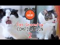 One hour  asmr cat grooming compilation vol 2  curry sugar meow