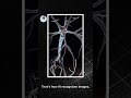 The Brain of AI: Neural Networks Explained! 🤖🧠