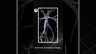 The Brain of AI: Neural Networks Explained! 🤖🧠