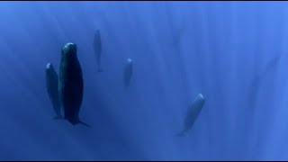 How Do Marine Mammals Sleep Underwater?