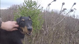 Autumn Forest With A Jagdterrier.very Beautiful Nature.relaxing With A Dog