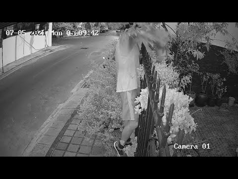 Video Cận cảnh vụ trộm cây kỳ lạ tại căn biệt thự trăm tỷ... - youtube