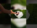 Zimmo Freefoot #mindblowing #futuretechnology #nextlevel #amazinginventions#futuretech #technology