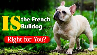 Is the French Bulldog Right for You? by The Designer Dogs 47 views 2 months ago 2 minutes, 15 seconds