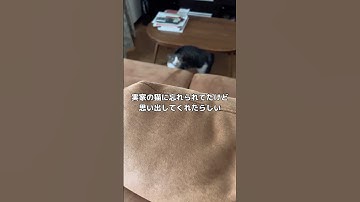 実家の猫に忘れられてた···ww #実家 #猫 #shorts