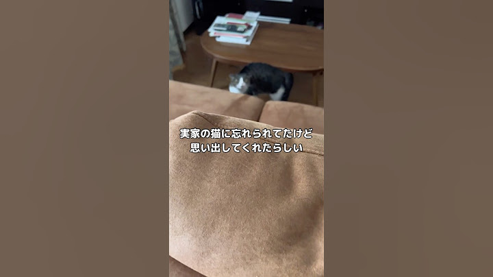 I was forgotten by the cat at my parent's house... lol #parent's house #cat #shorts