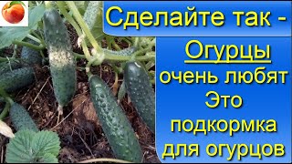 Огурцы очень любят  Сделайте так в июне Это прекрасная натуральная подкормка для огурцов cucumber
