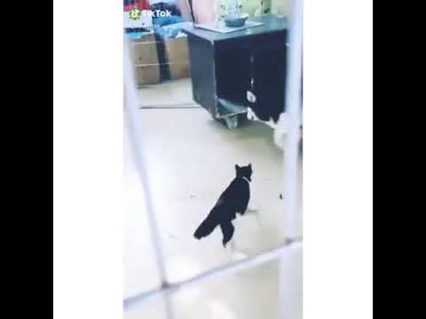 Gato se pelea con Husky y le gana