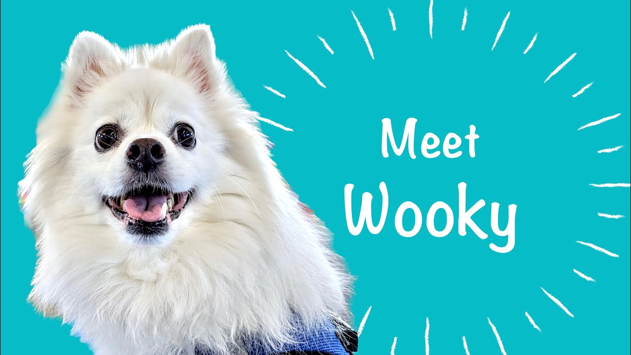 Meet Wooky!