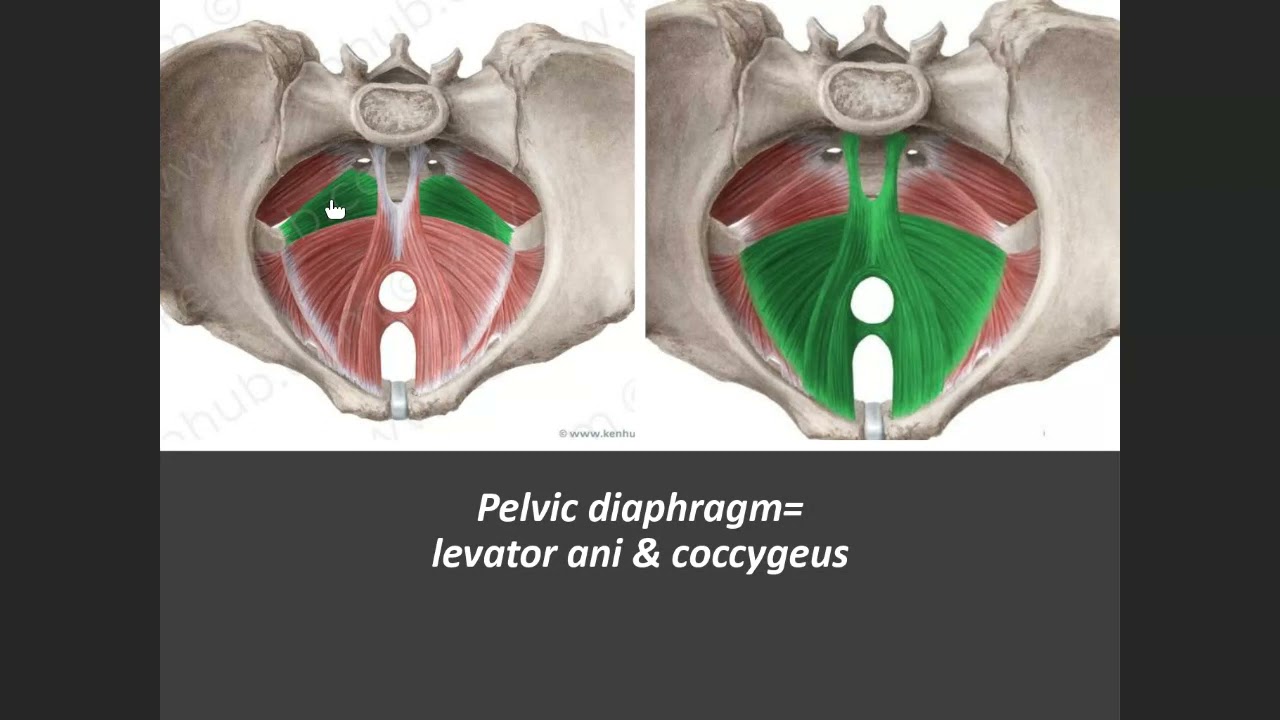 Muscles & vessels of pelvis (Foundation A)