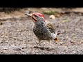 Nubian Woodpecker eating Ants