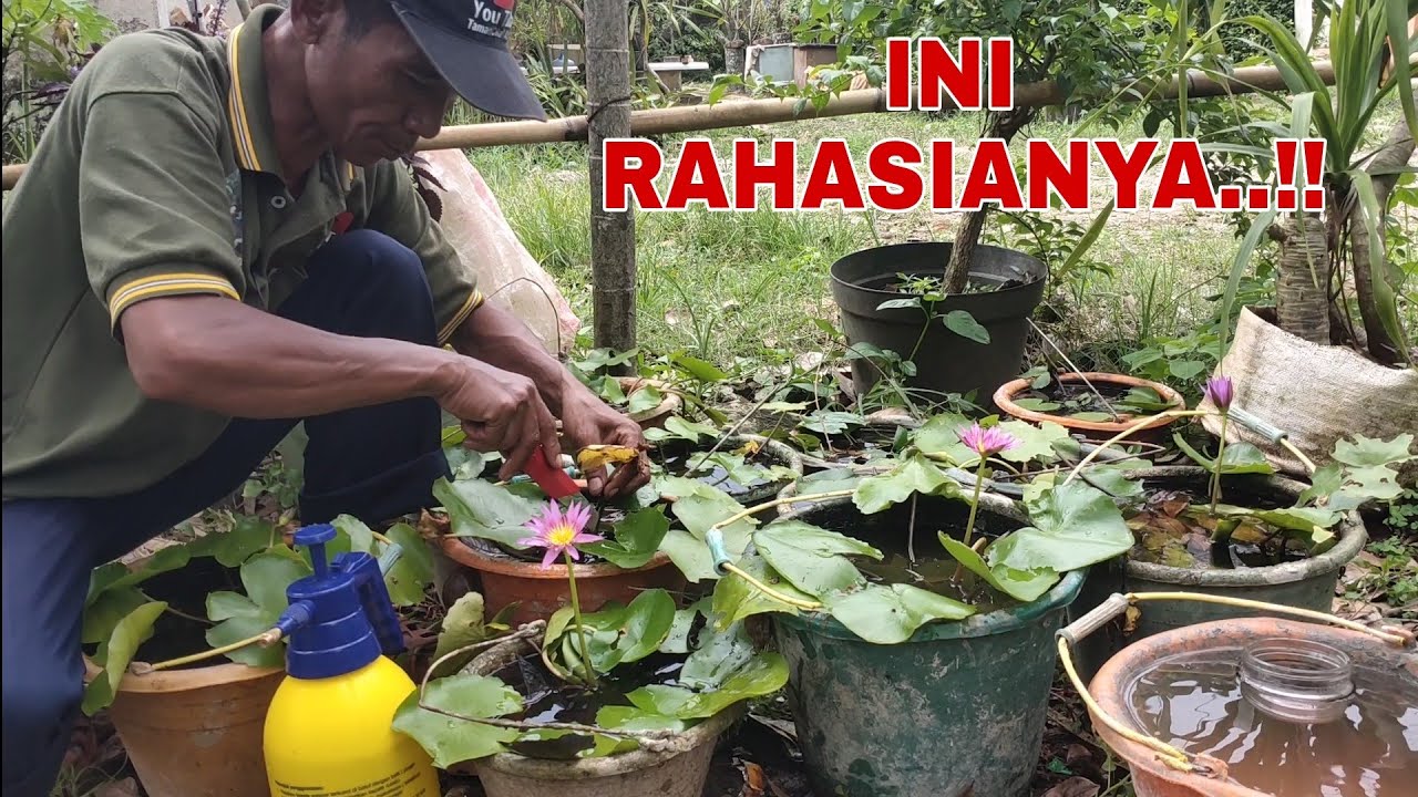 CARA MERAWAT BUNGA TERATAI !! PART 1