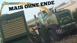 C-Dietl.lu im Erntestress - KRONE IM MAIS - BigX 580 OptiMaize - TX 460 - Maisernte 2023