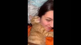 Kompilasi Video Kucing Lucu dan Menggemaskan Funny Cat Video Kucing Orange