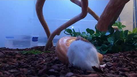 Burmese python feed 2 weaner rats