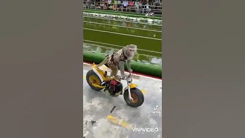 Tik tok funny monkeys ride bike🤣🤣🤣