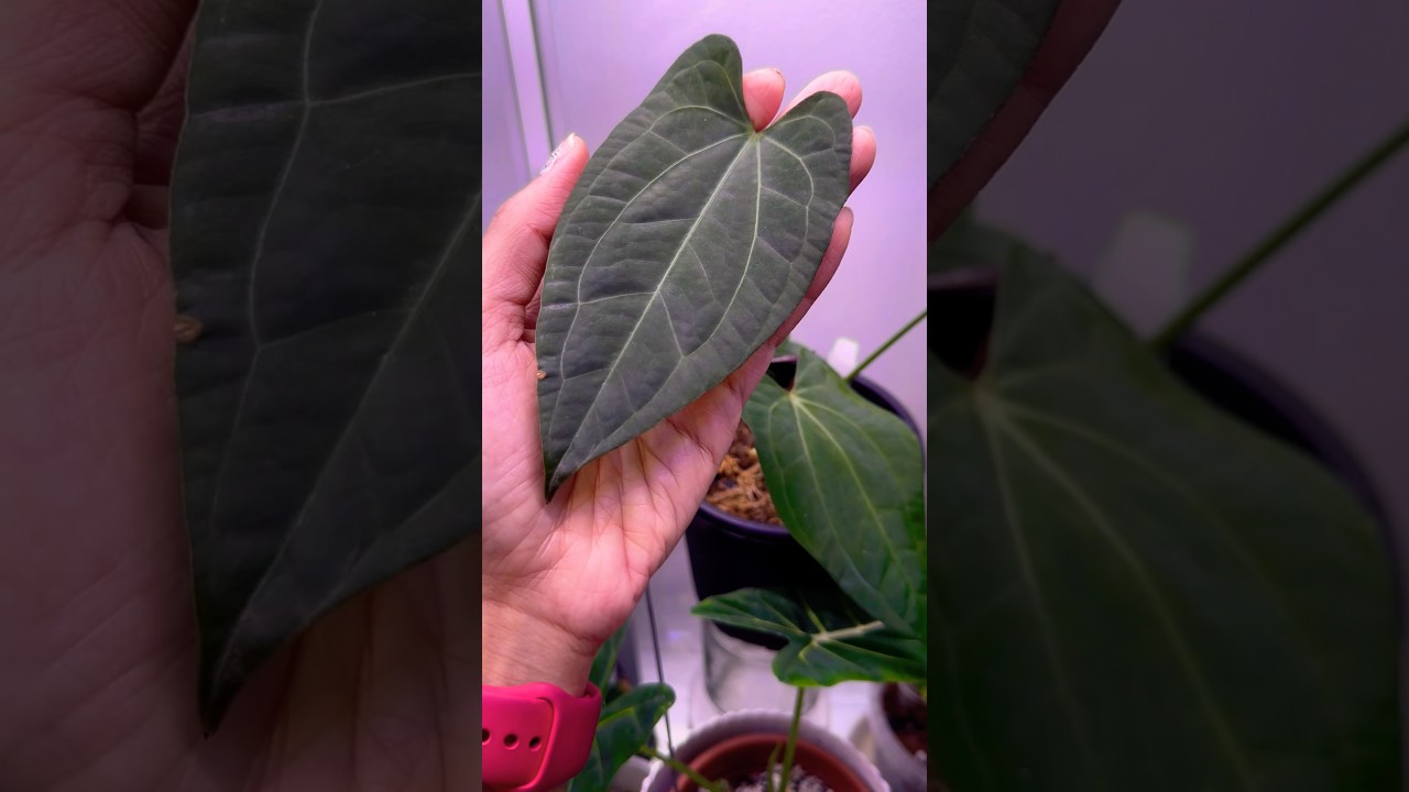 anthurium crystallinum vs silver blush Anthurium Red Crystallinum x Silver Blush main image 0