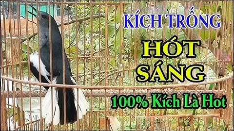 Choè than mái kích là trống hót | Kích choè than hót 1 tiếng mỗi sáng