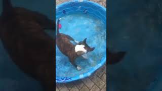 Bull Terrier Tiffany Koo Koo For Coconuts