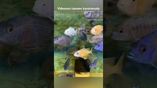 Altın akvaryum petshop Büyük boy ciklet balığı fiyatları #akvaryum #akvaryumbalıkları #izmir