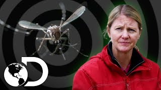 La batalla contra los mosquitos | Mosquito | Discovery Latinoamérica