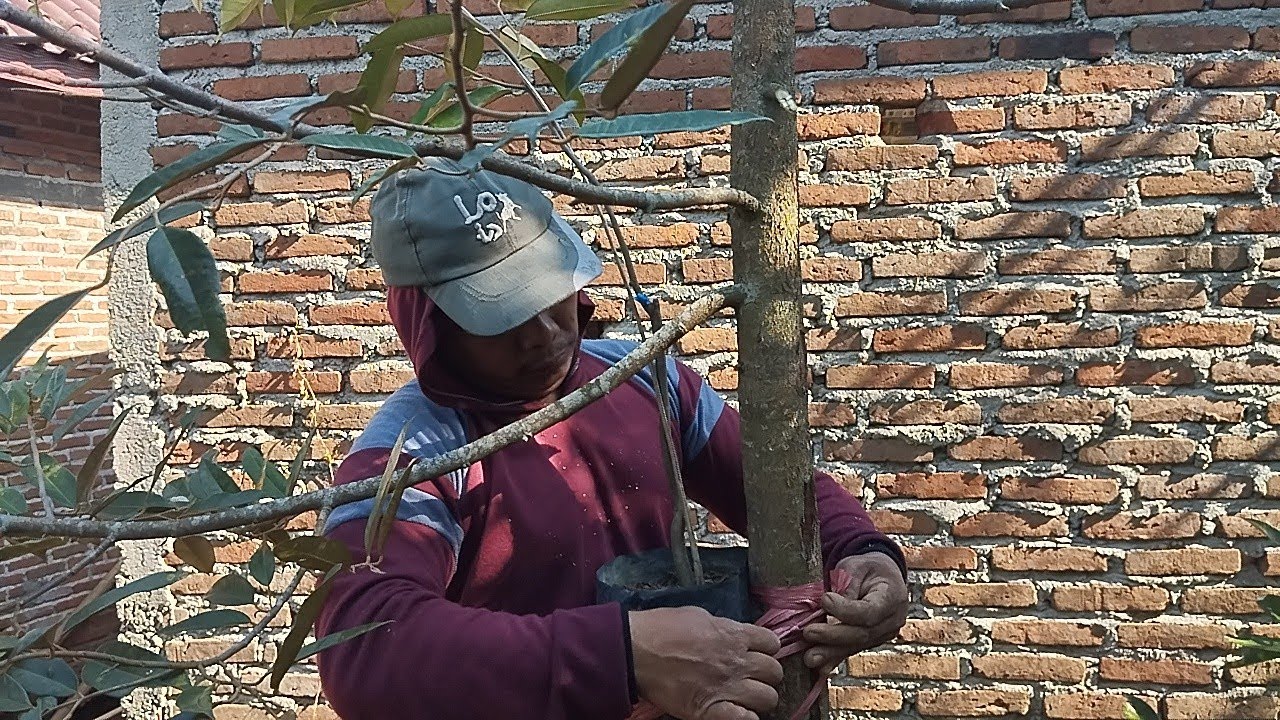 MEMPERCEPAT PANEN!!! MONTONG SIAP PANEN VS DURI HITAM, METODE TOP WORKING ...?!! 