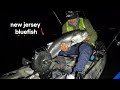 como pescar bluefish en primavera 2024