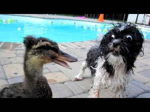 PREPARE YOURSELF to LAUGH ALL DAY LONG! - Best FUNNY DOG VIDEOS