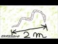 【ブリトラ】 さなだ虫 SAX & Gt