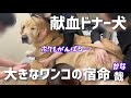 【緊急出動】命を繋ぐお手伝い✨がんばれ烈‼️ゴールデンレトリバー烈