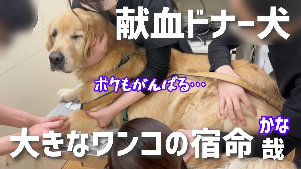 【緊急出動】命を繋ぐお手伝い✨がんばれ烈‼️ゴールデンレトリバー烈