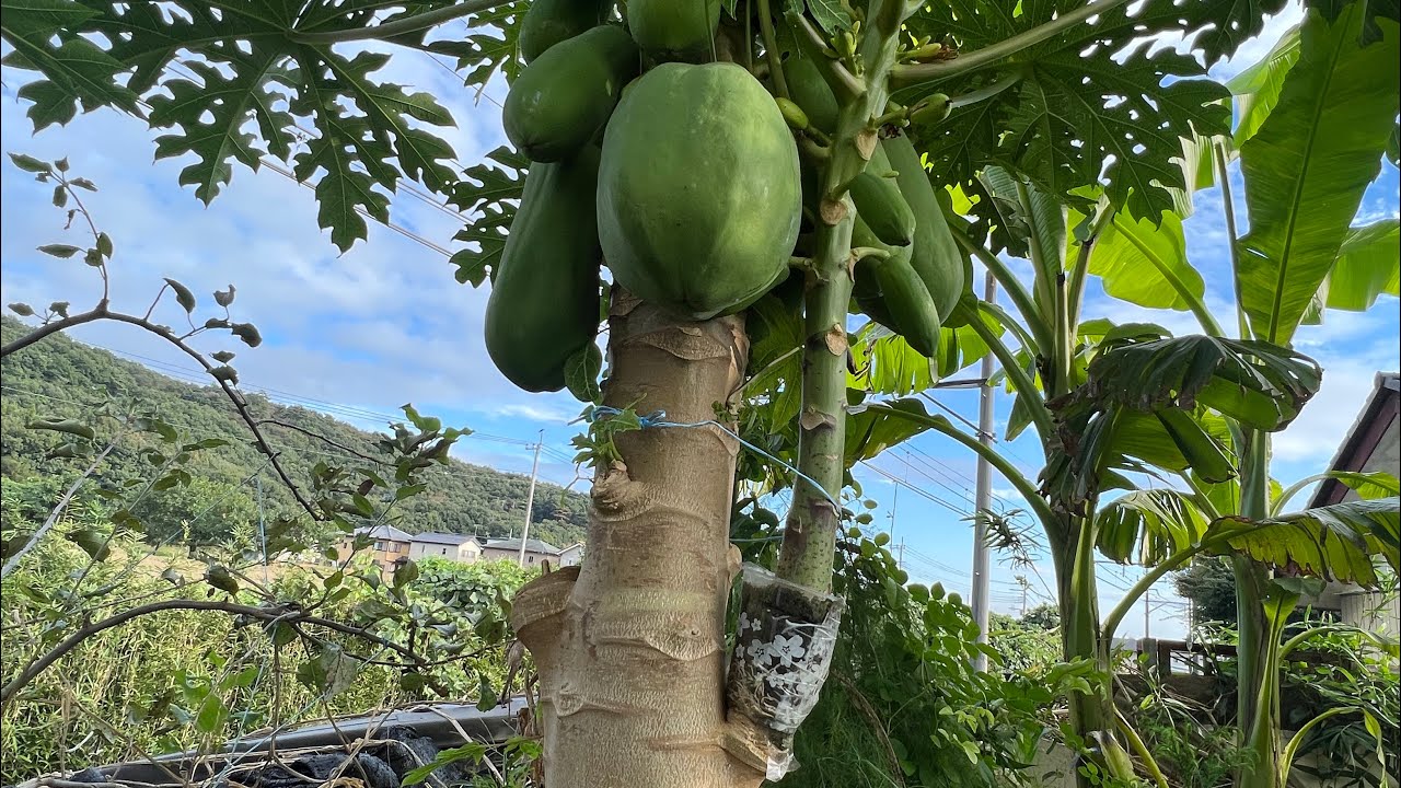 Potting ng 2nd Papaya Air Layering naten YouTube