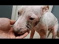 Amazing Transformation of Rescue Homeless Dog, Sick and Starving