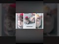 #funny animal #video #cat