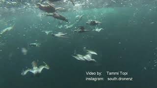 Underwater Tītī - Muttonbirds