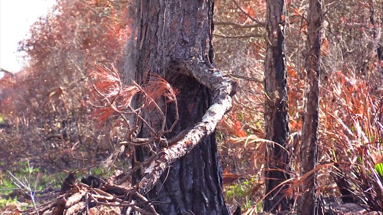Science Quest Florida Forest Service YouTube