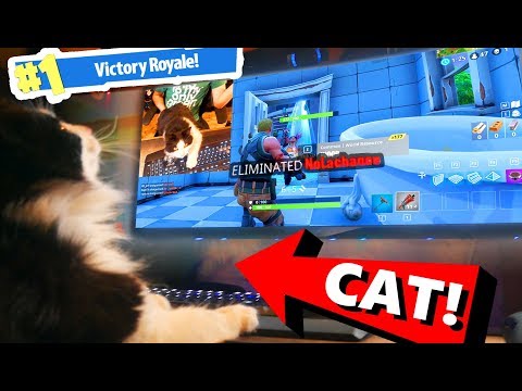 cat-kills-noob-in-fortnite-battle-royale!