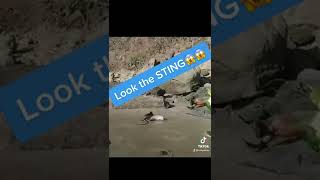 I was attacked by a huge stingray while fishing.